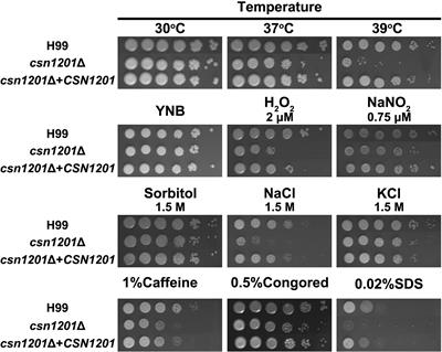 Cryptococcus neoformans Csn1201 Is Associated With Pulmonary Immune Responses and Disseminated Infection